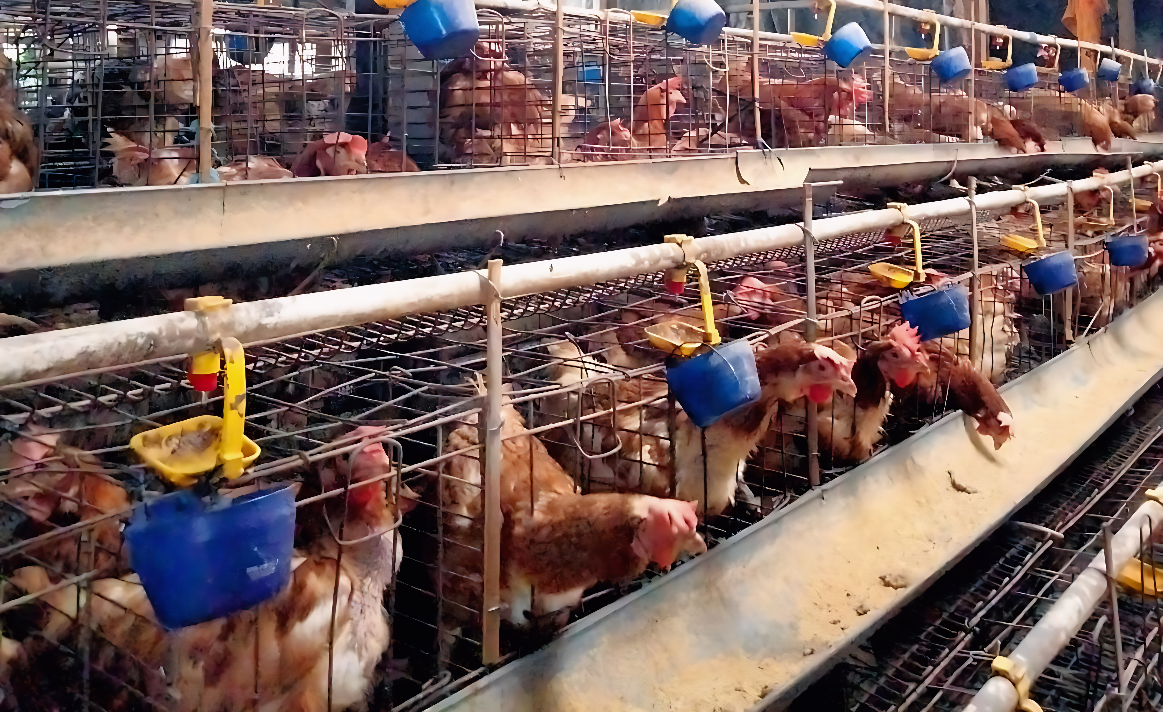 Peternakan BohriFarm