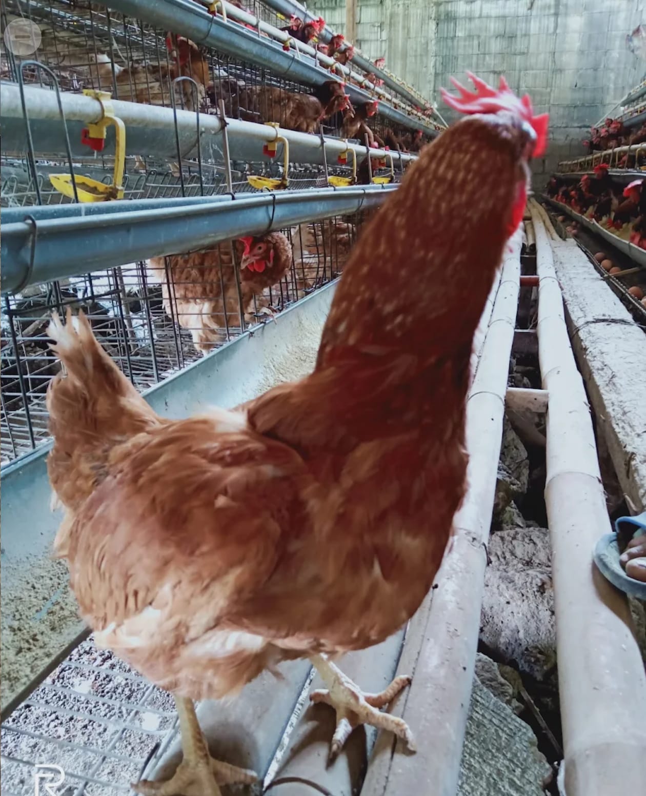 Ayam Bertelur (23 minggu)