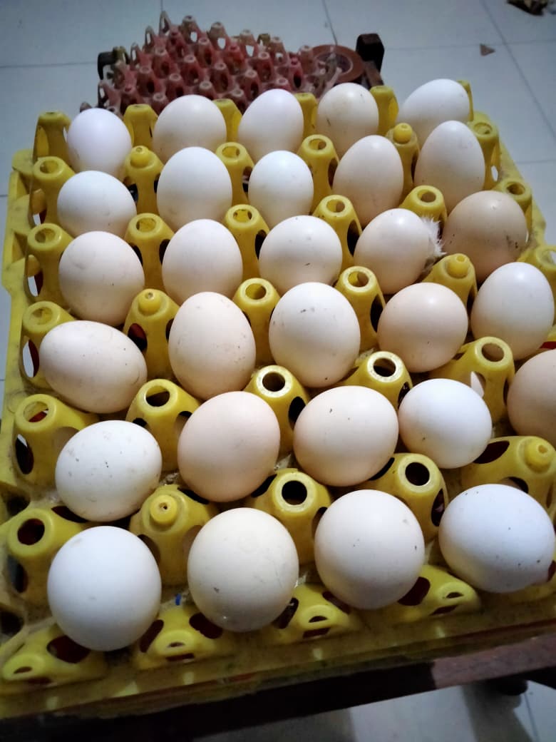 Telur Ayam Kampung /pcs