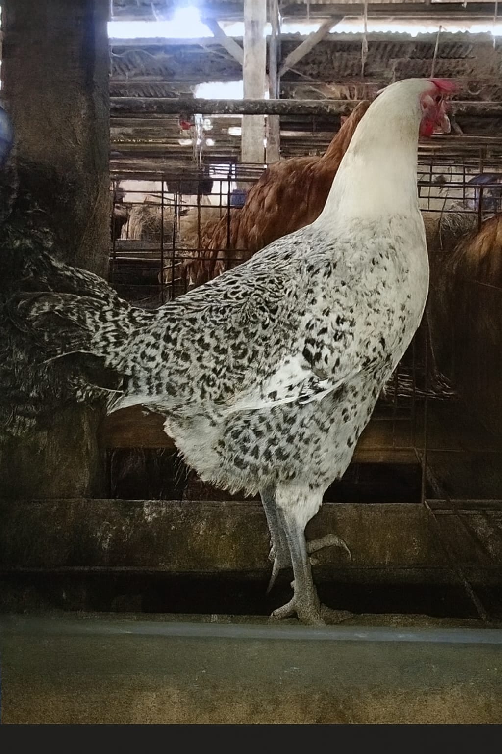 Ayam Kampung (dewasa)