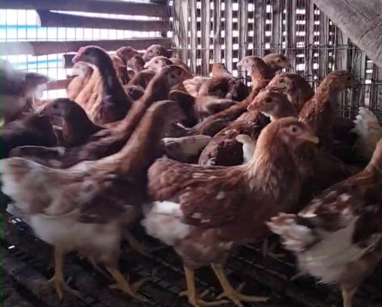 Ayam Remaja (14 minggu)